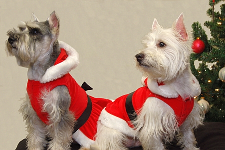 Aloran Terriers