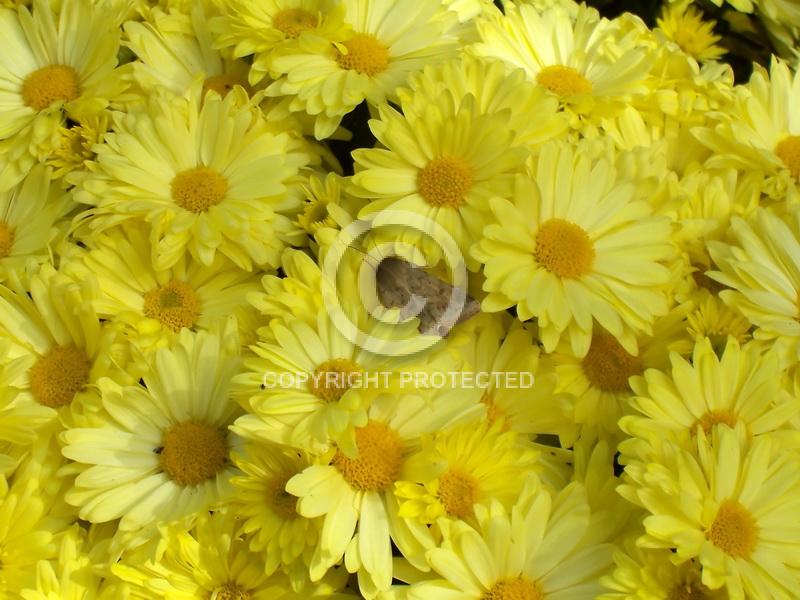 Contest = Galva Arts Council Annual Photo Contest - Result = 2nd Place - Theme Category