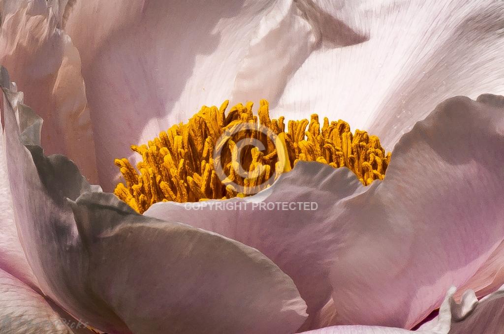 Contest = River Cities Reader&rsquo;s 2014 Photo Contest - Result = Honorable Mention - In The Garden
